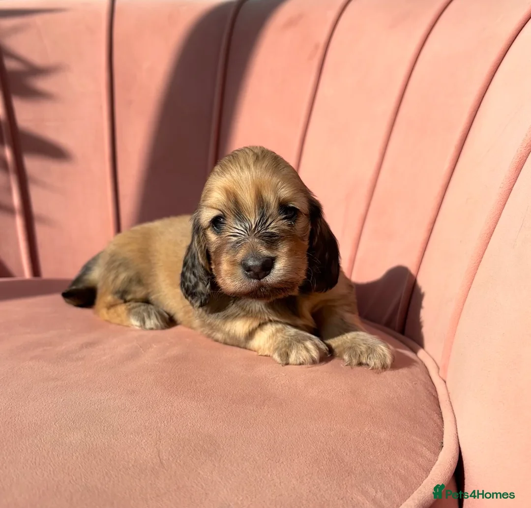 Miniature Dachshund dogs for sale: Beautiful Mini Dachshunds Puppies - Ready Soon   - Advert 7