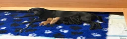 Labrador Retriever dogs for sale: Working Labrador puppies  in Newport - Advert 9