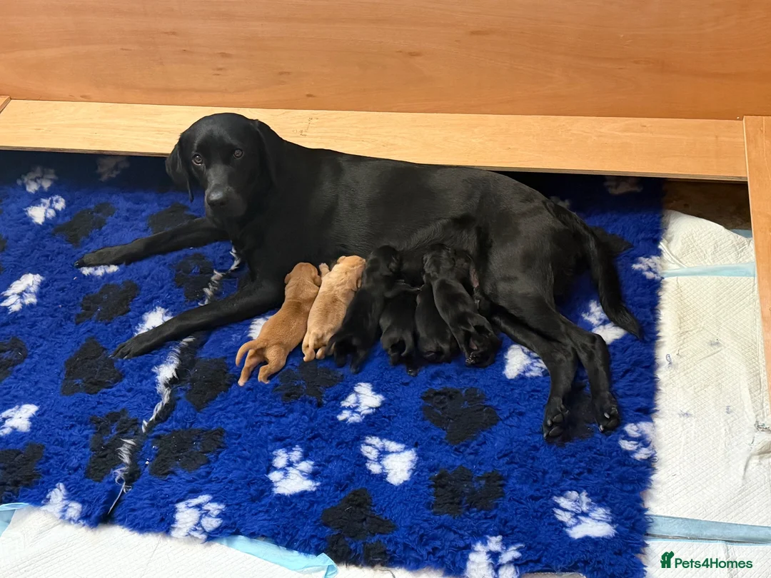 Labrador Retriever dogs for sale: Working Labrador puppies  in Newport - Advert 9