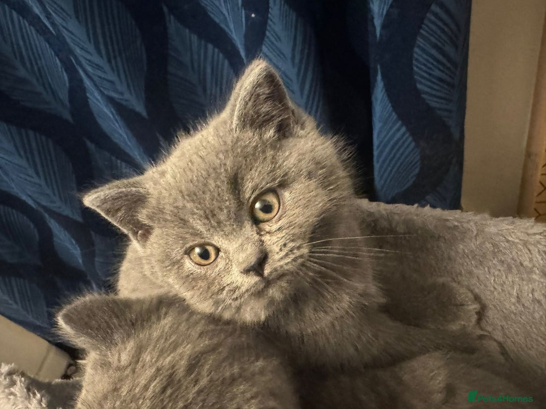 British Shorthair cats for sale: Beautiful Blue Bsh Kittens x3  in Wolverhampton - Image 12