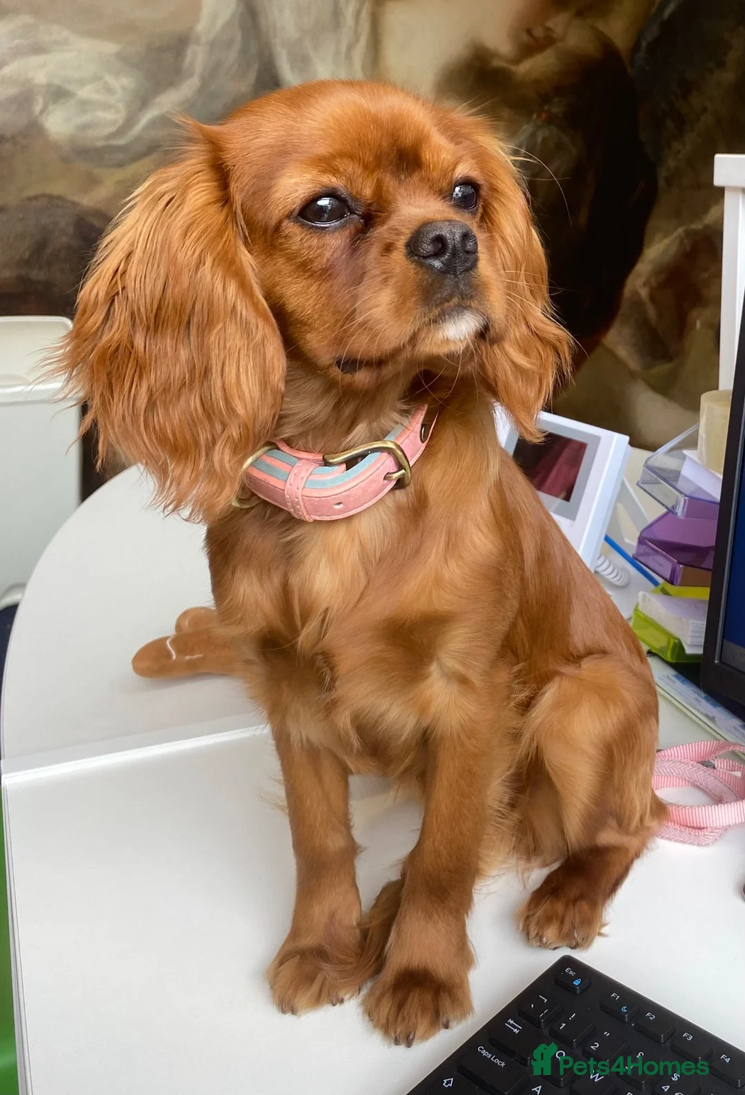 Cavalier King Charles Spaniel dogs for sale: Absolutely Beautiful King Charles Cavaliers  in Chessington - Advert 2