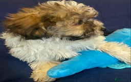 Mixed Breed dogs for sale: Beautiful Shihpoo cross maltese puppies - Image 18