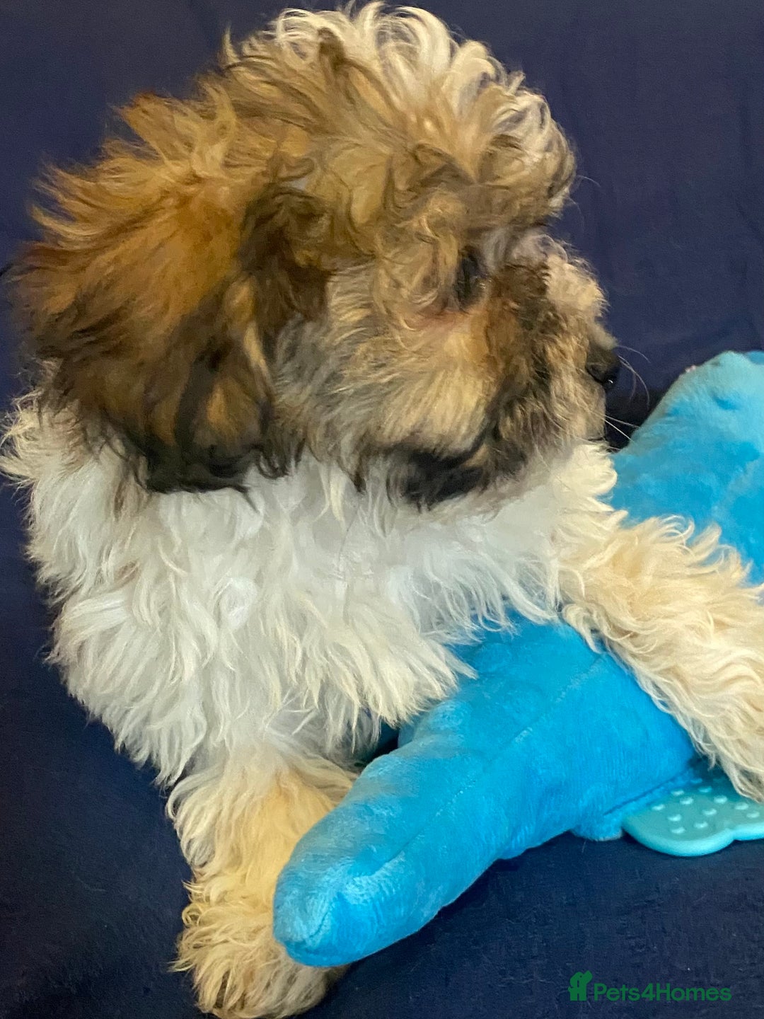 Mixed Breed dogs for sale: Beautiful Shihpoo cross maltese puppies - Image 18