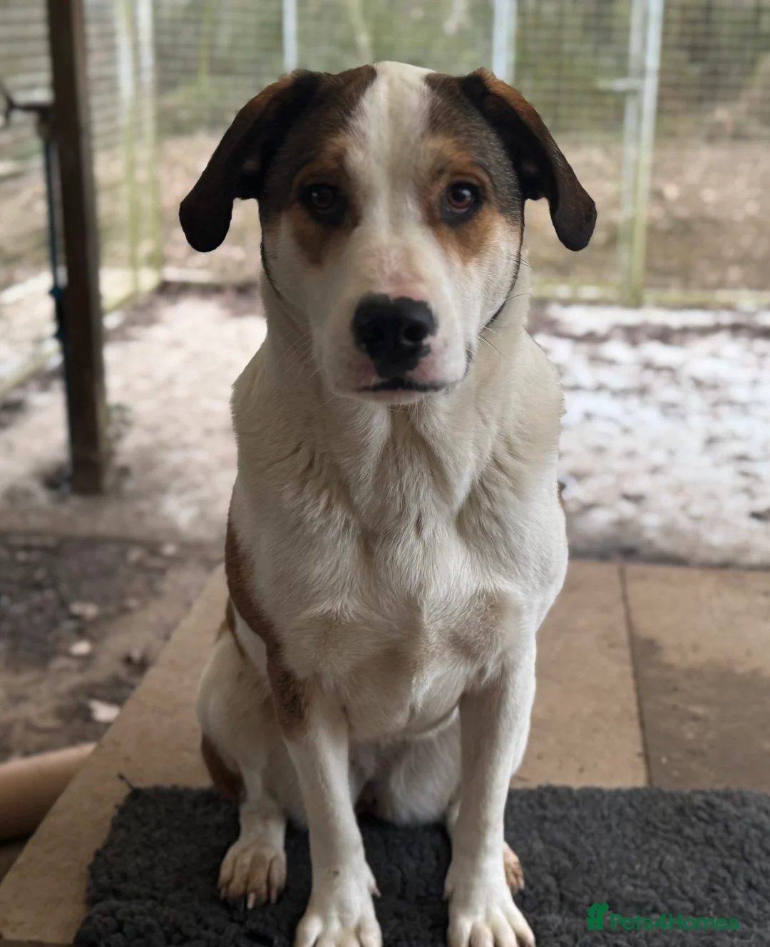 Mixed Breed dogs for adoption: Maya is Looking for a miracle 🩷 - Advert 1