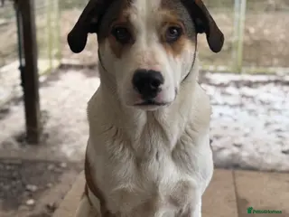 Mixed Breed dogs Maya is Looking for a miracle 🩷 - Advert 4