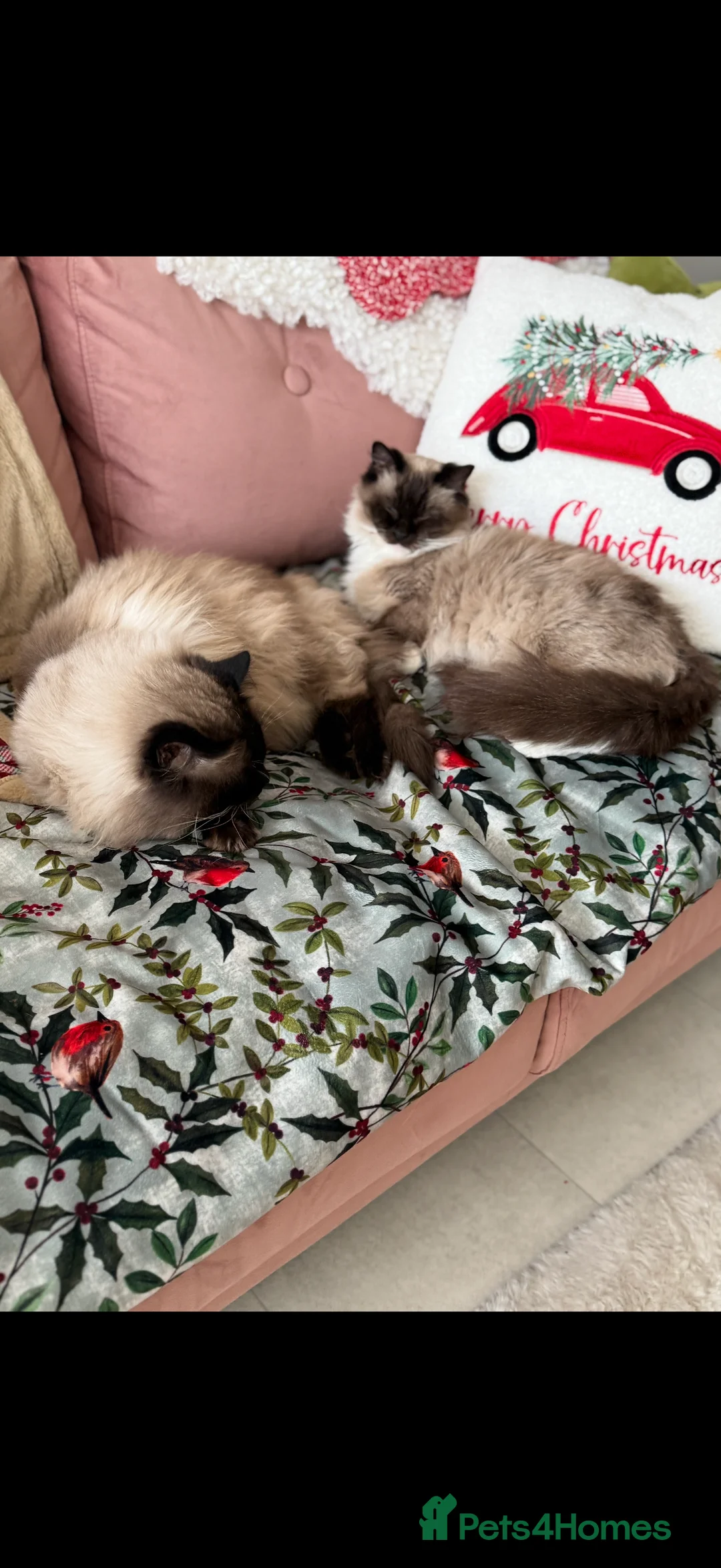 Ragdoll cats for sale: Beautiful Seal Point female Ragdoll kitten - Advert 3