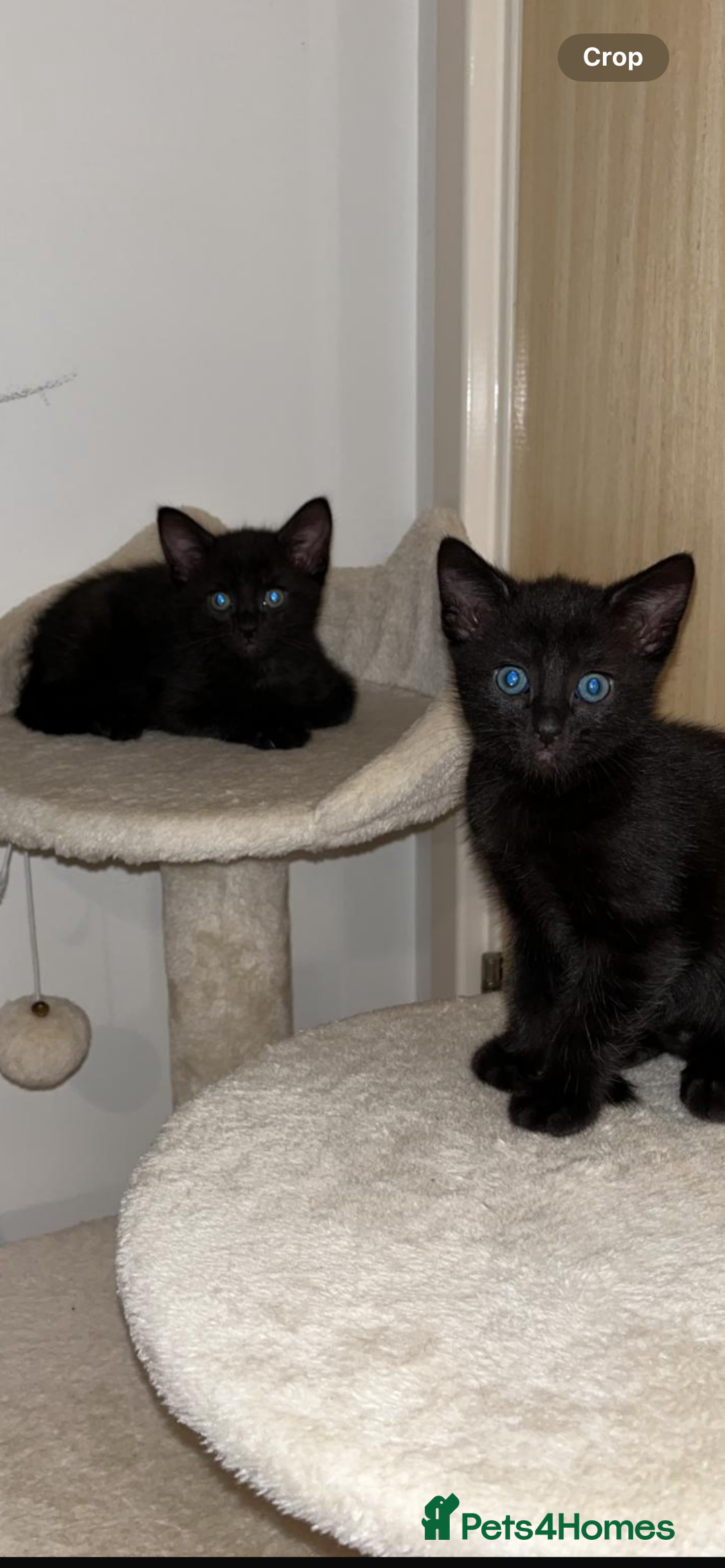 Mixed Breed cats for sale: 3 lovely kittens ready for their new homes 🥰 - Advert 22