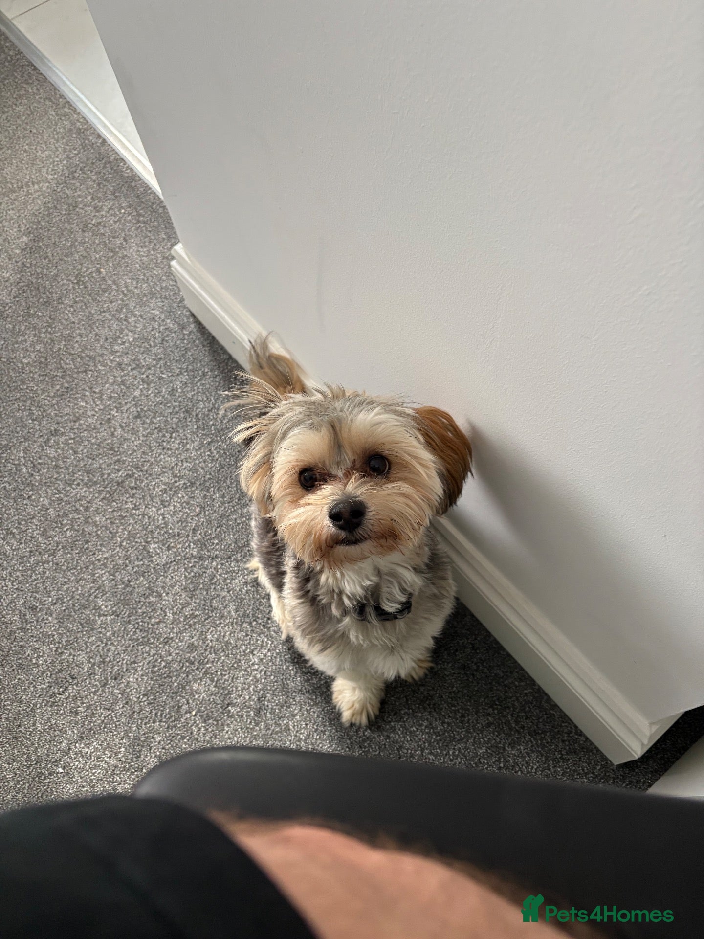 Morkie dogs for sale: Milo  - Advert 8