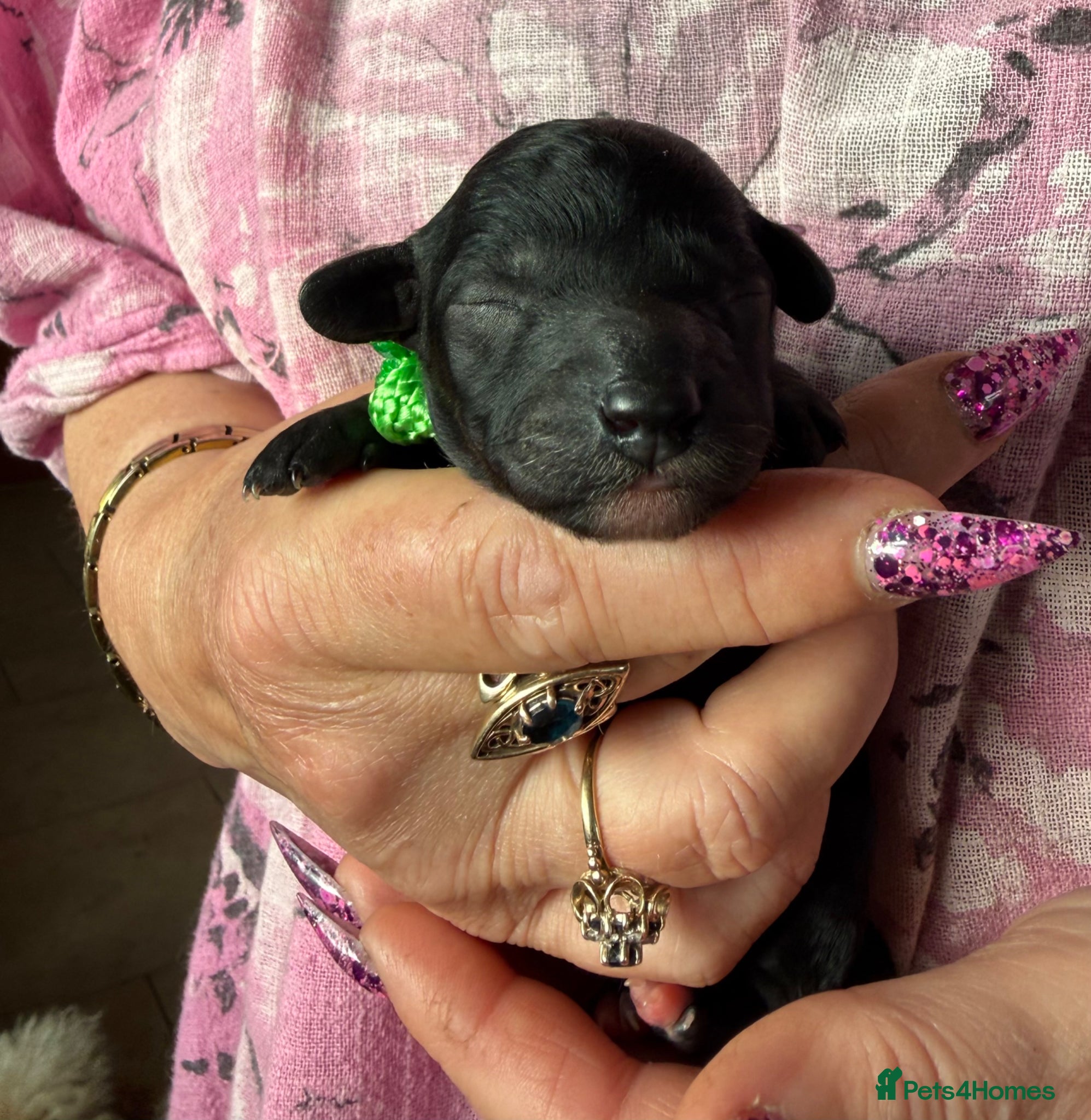 Mixed Breed dogs Adorable Small Miniature x Toy Poodle Puppies - Advert 6