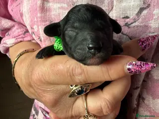 Mixed Breed dogs Adorable Small Miniature x Toy Poodle Puppies - Advert 6