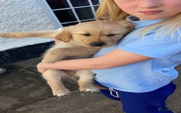 Golden Retriever dogs for sale: Absolutely stunning pedigree little boy  - Image 4