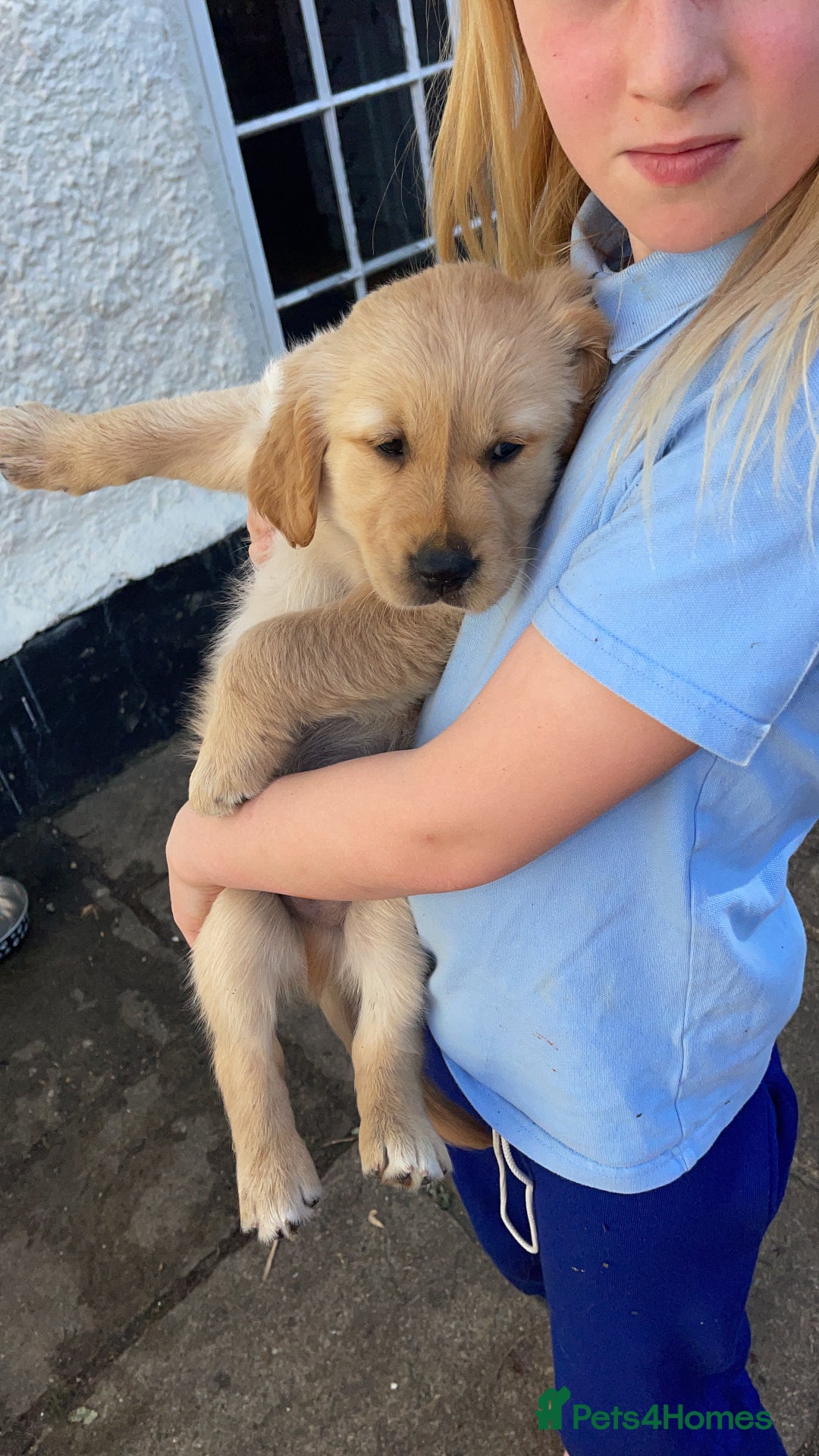 Golden Retriever dogs for sale: Absolutely stunning pedigree little boy  - Image 4