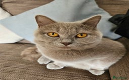British Shorthair cats for sale: Gorgeous 20mth Female Lilac British Shorthair - Image 1
