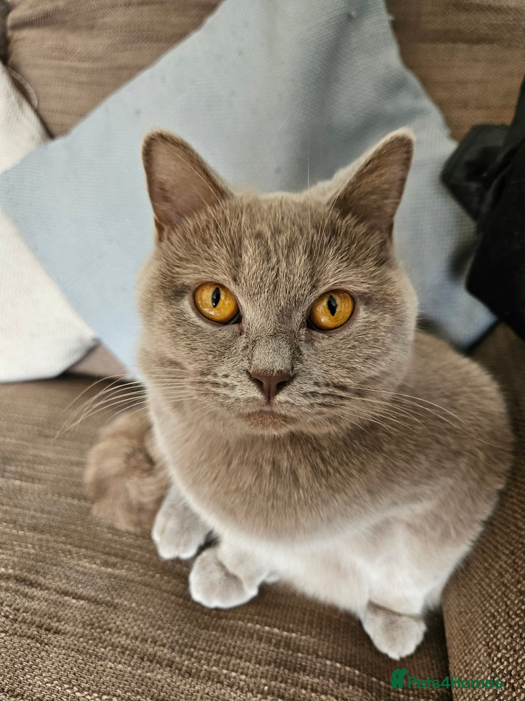 British Shorthair cats for sale: Gorgeous 20mth Female Lilac British Shorthair - Image 1