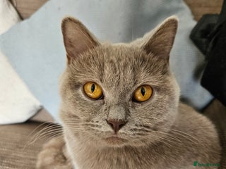 British Shorthair cats for sale - Advert 1