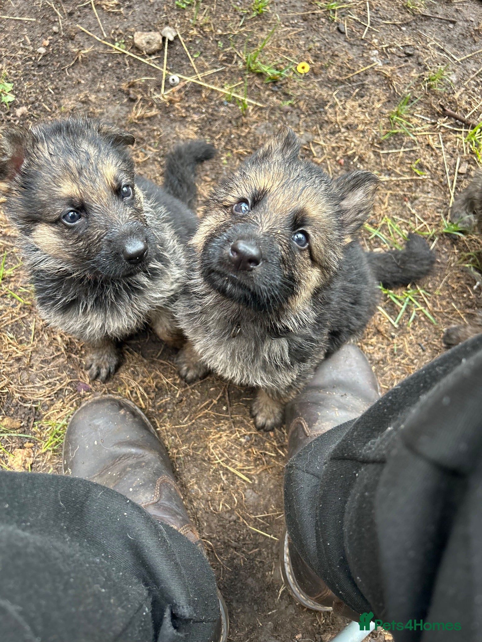 German Shepherd dogs Working line Shepherd pups - Advert 11