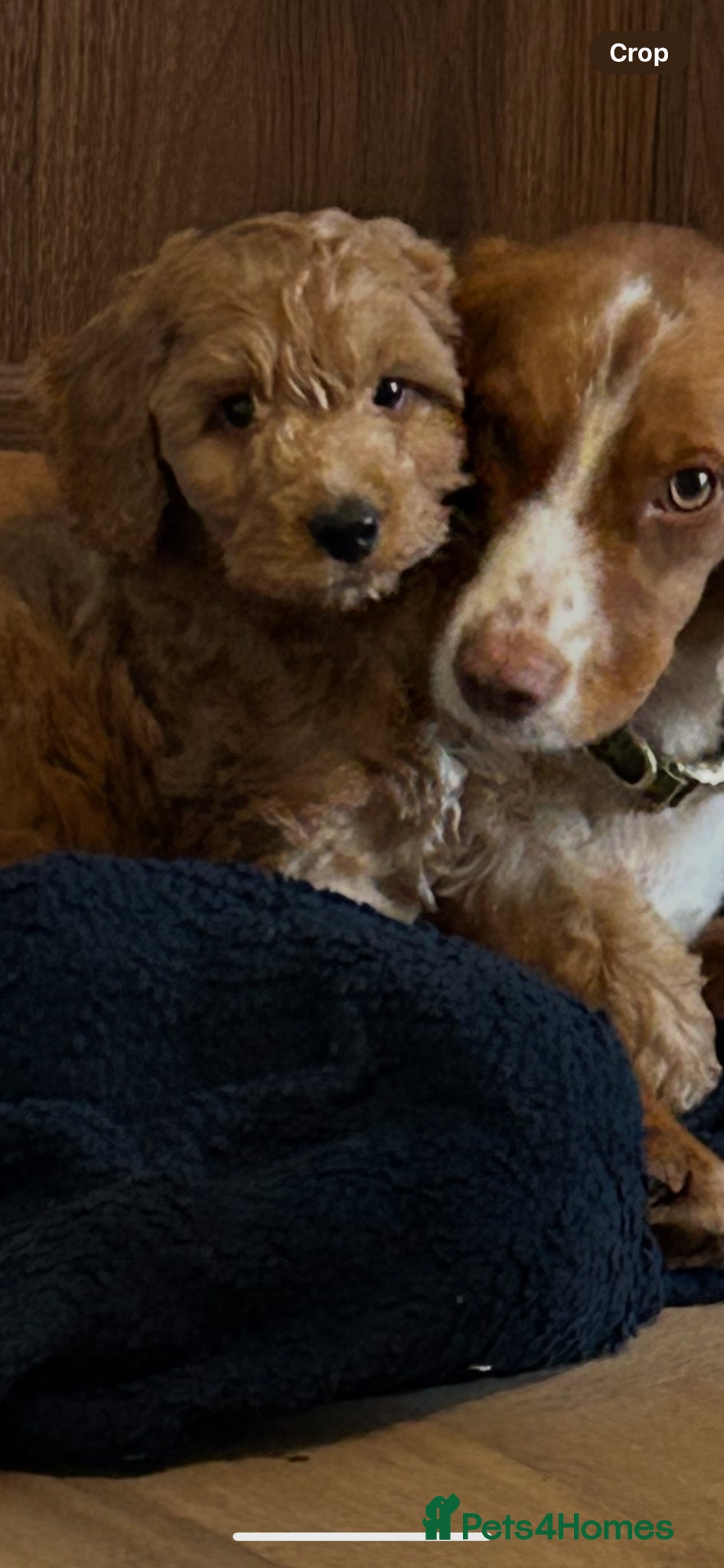 Cockapoo dogs F1 2 boys remaining READY NOW - Advert 14