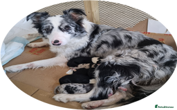 Border Collie dogs for sale: Border collie puppies with KC registered parents - Image 7