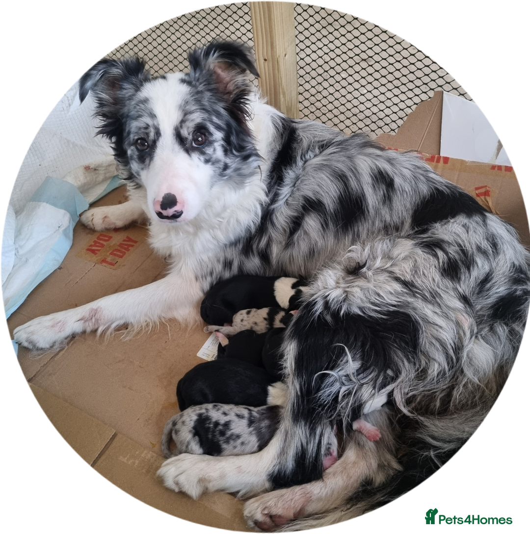 Border Collie dogs for sale: Border collie puppies with KC registered parents - Image 7