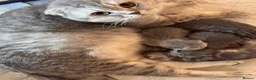 Persian cats for sale: Beautiful Scottish fold exotic Persian kittens  in Birmingham - Advert 7