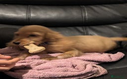 Cocker Spaniel dogs for sale: Pure bread spaniel  - Image 6