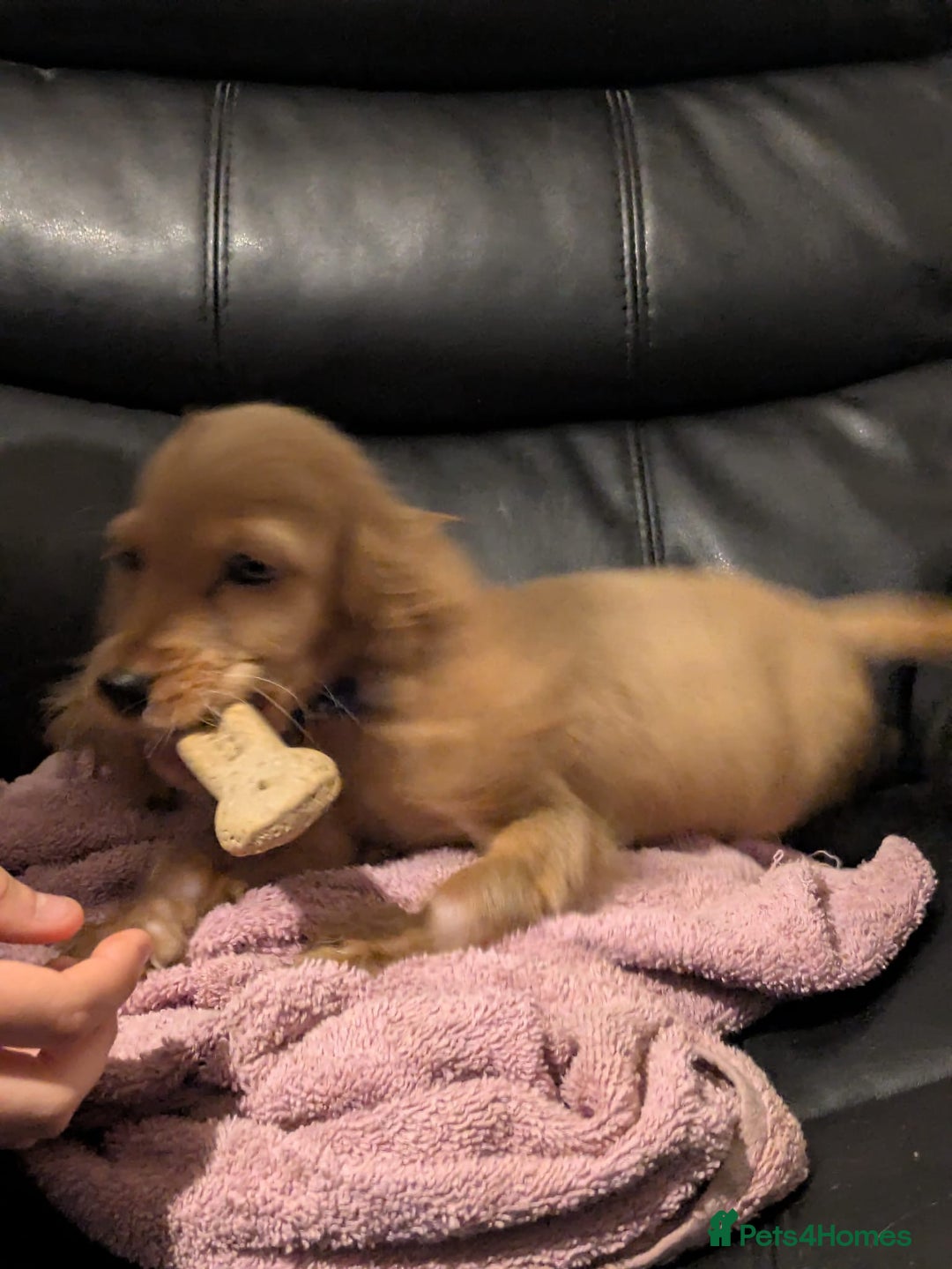 Cocker Spaniel dogs for sale: Pure bread spaniel  - Image 6