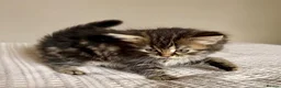 Persian cats for sale: READY TO LEAVE - Persian Kittens  - Advert 10