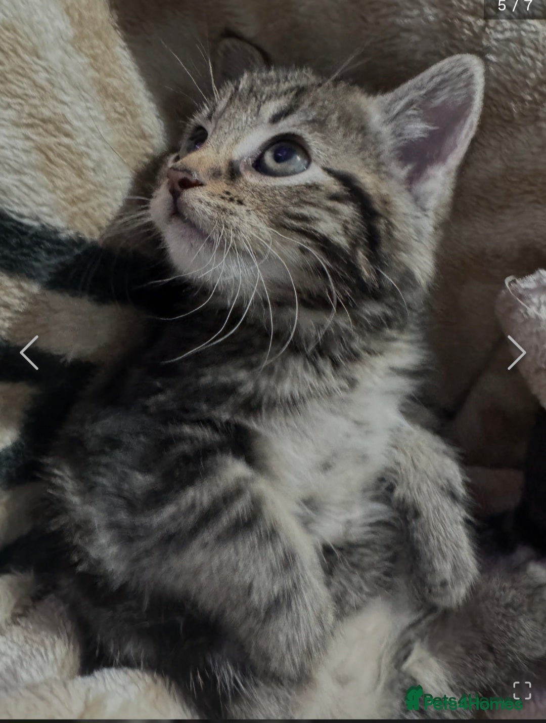 Mixed Breed cats for sale: 10 week old kitten - Advert 1