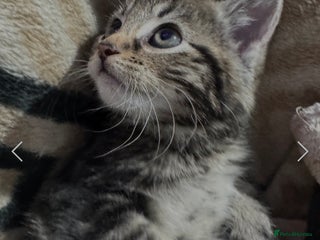 Mixed Breed cats 10 week old kitten - Advert 1