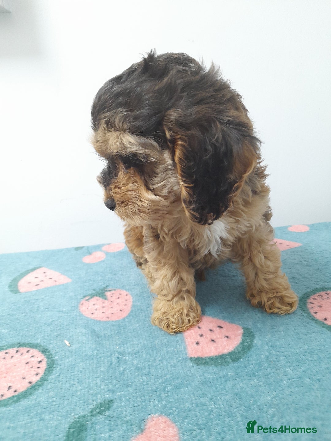 Cockapoo dogs for sale: Beautiful cockapoo puppies ready now - Advert 33