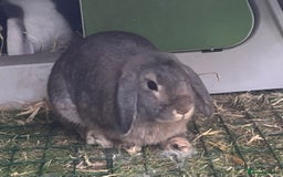 Mini Lop rabbits for sale: Mini lop ear rabbits & hutch/run included  - Image 3