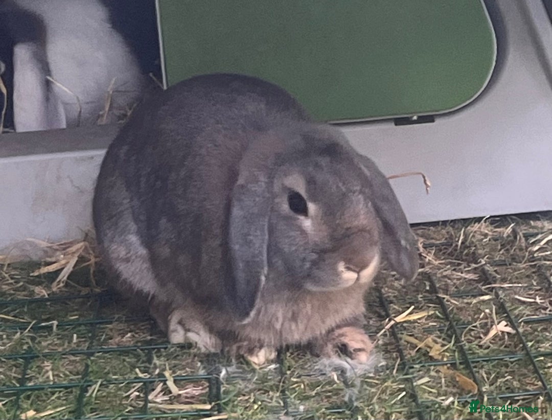 Mini Lop rabbits for sale: Mini lop ear rabbits & hutch/run included  - Image 3