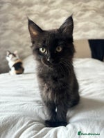 Mixed Breed cats - Advert 4