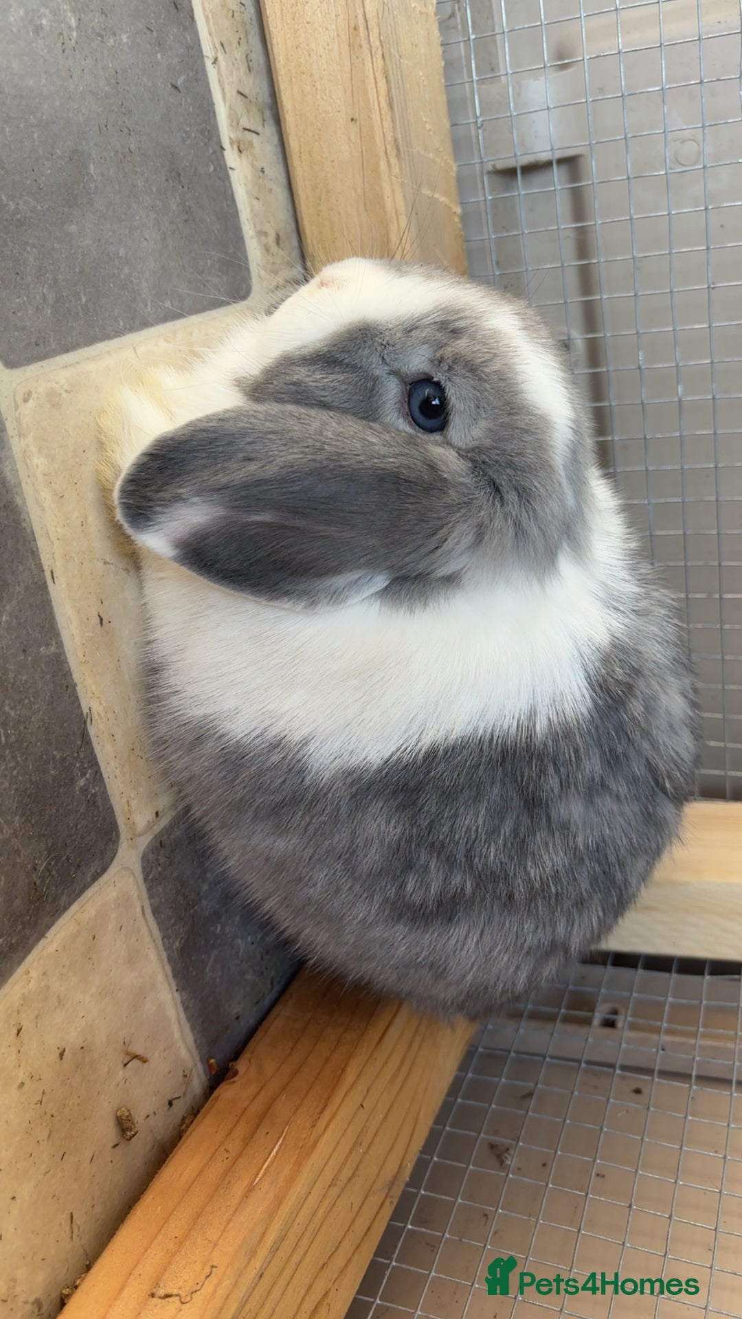 Mini Lop rabbits for sale: Blue eyed mini lop - Image 6