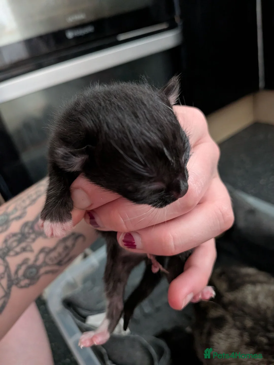 Mixed Breed cats for sale: Kittens  - Advert 5