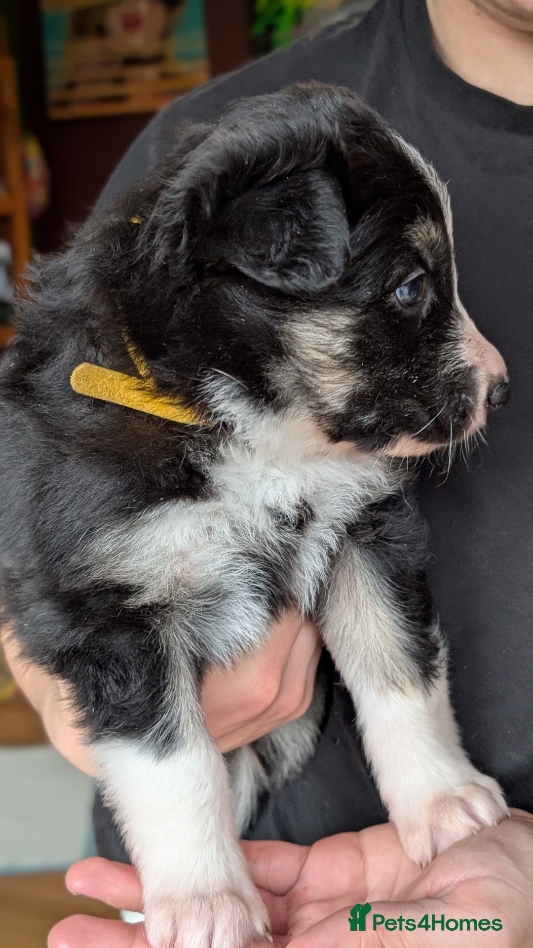 Mixed Breed dogs for sale: Shollie Pups Mid Feb! (German ShepxBorder Collie) - Advert 9