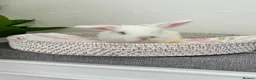 Mini Lop rabbits for sale: Baby Mini Lop's Ready To Leave 6th June in Birmingham - Advert 15