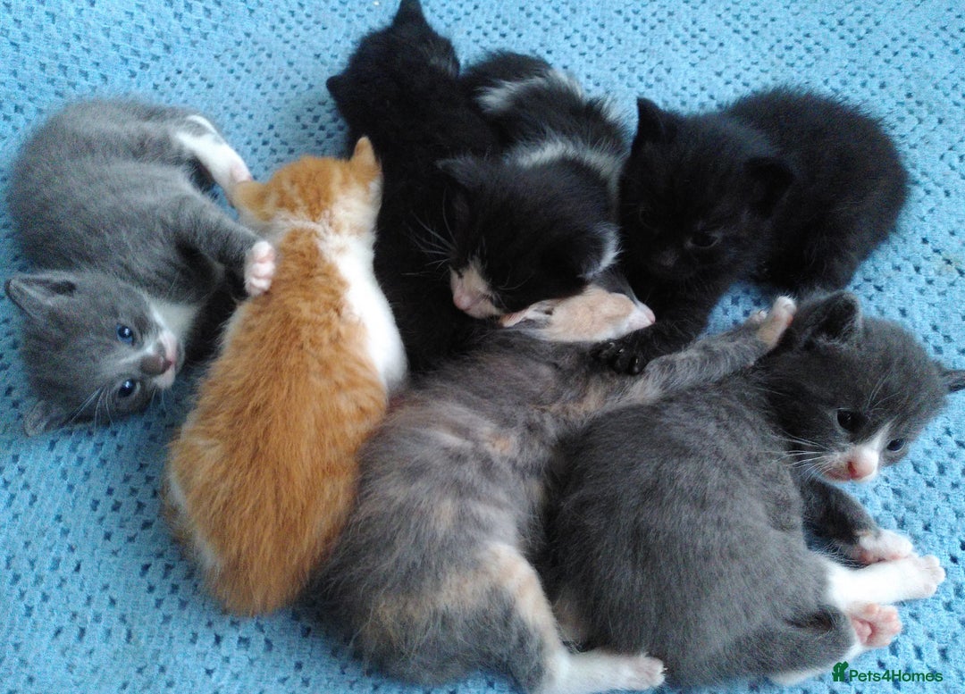 Mixed Breed cats for sale: Kittens - Image 2