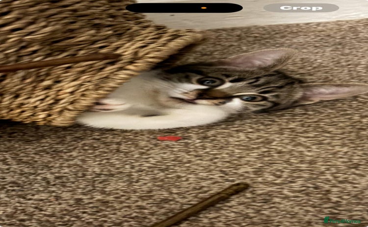 Mixed Breed cats - Advert 7