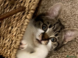 Mixed Breed cats - Advert 17