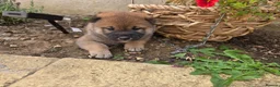 Japanese Shiba Inu dogs for sale: Japan Shiba inu  - Advert 4
