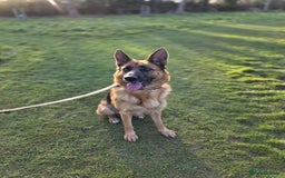 German Shepherd dogs for sale: 11 Cute German Shepherds!  - Image 19