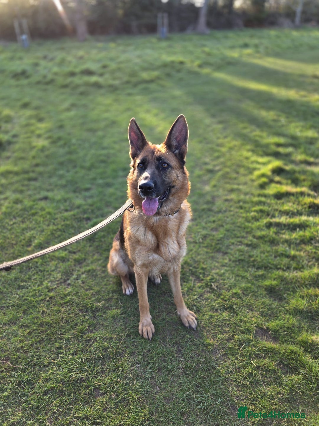 German Shepherd dogs for sale: 11 Cute German Shepherds!  - Image 19