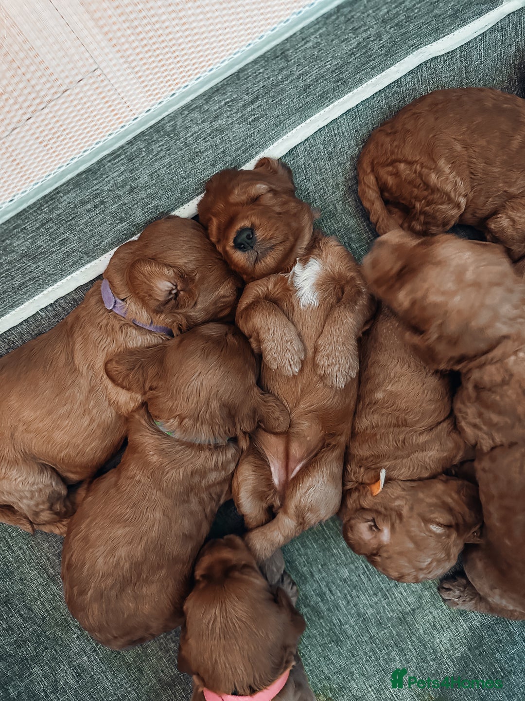 Labradoodle dogs for sale: F2B Labradoodle Puppies – Red & Apricot - Advert 13