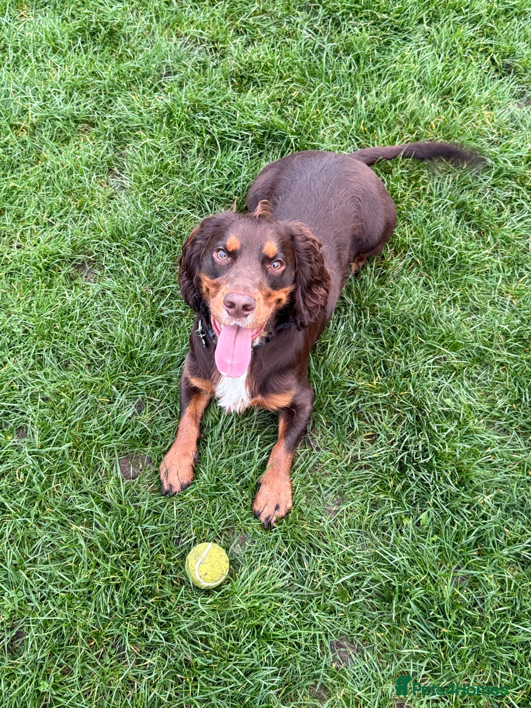 Cocker Spaniel dogs for sale: Beautiful Male Working Cocker Spaniel - Advert 14