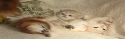 British Shorthair cats for sale: Champion Bloodline Blue Golden/Golden BSH/BLH - Advert 5