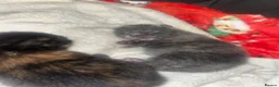 Mixed Breed cats for sale: 4 half Maine Coon kittens  - Advert 11