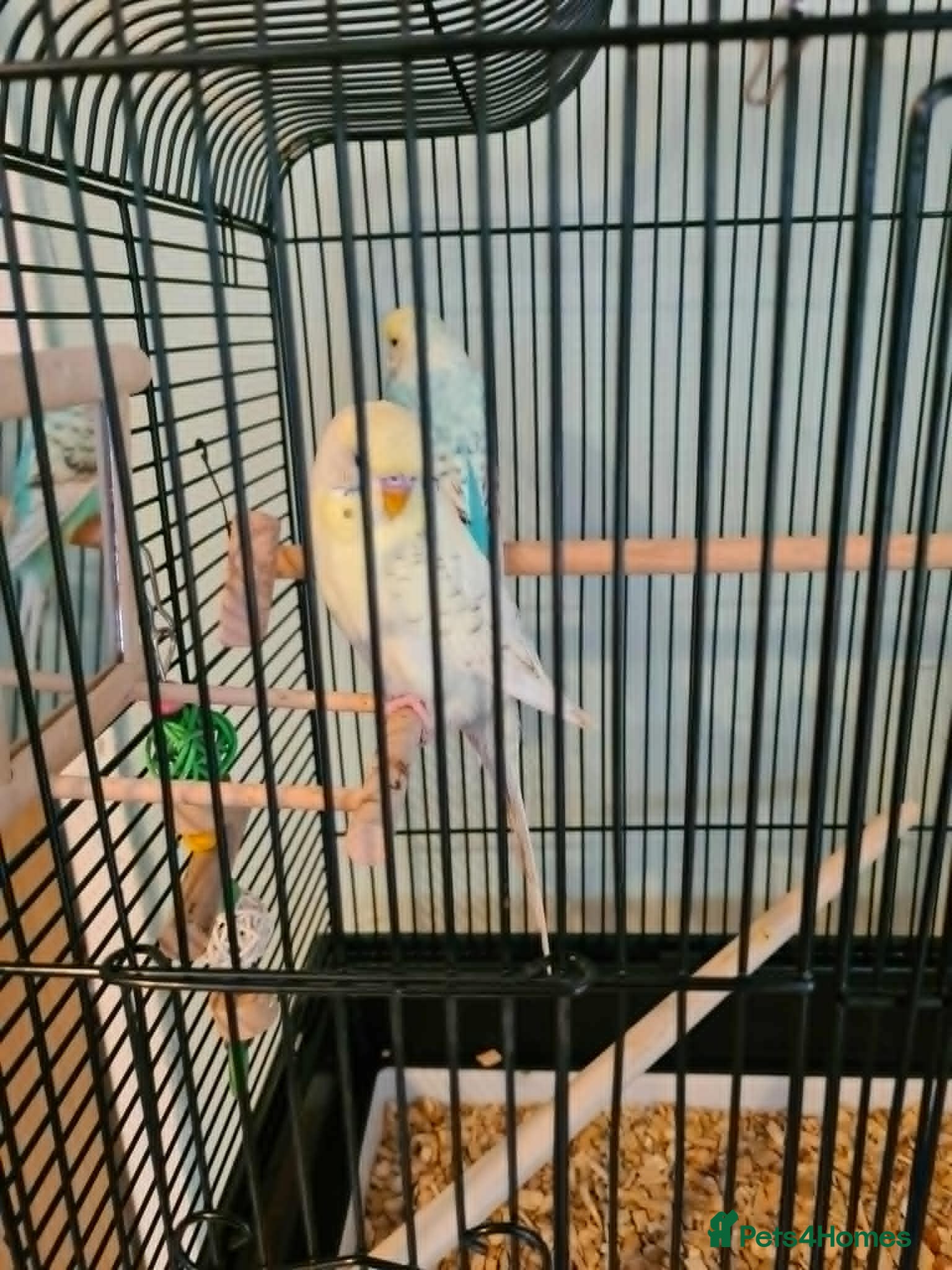 Budgerigars birds Budgies & Cages - Advert 1