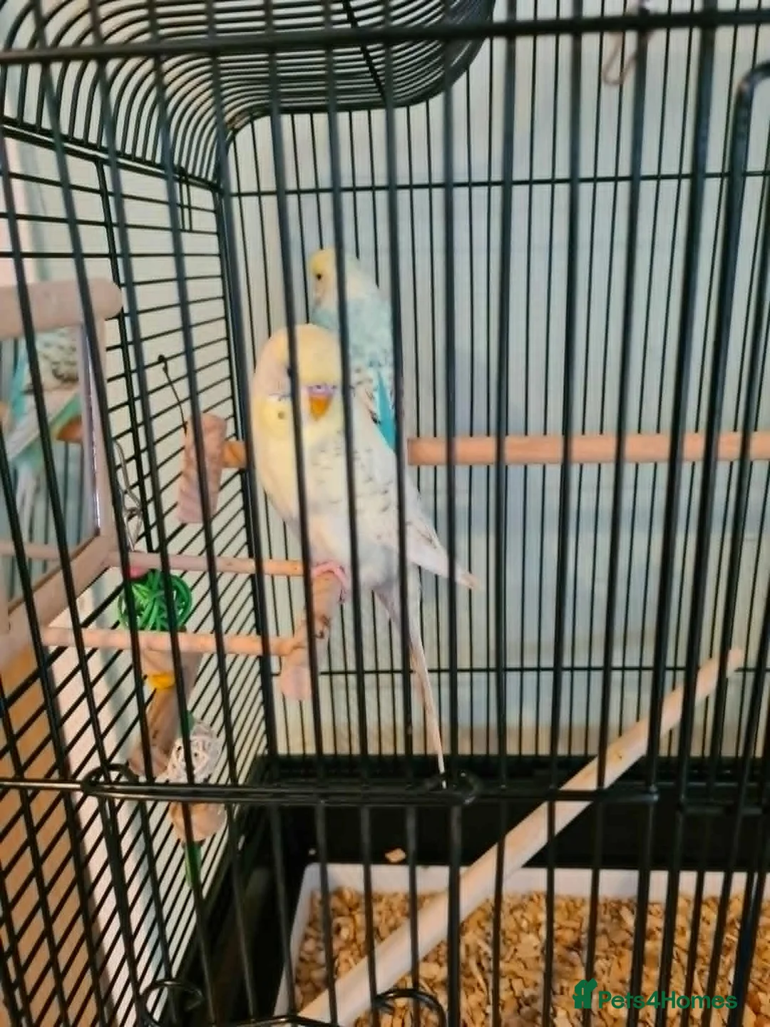 Budgerigars birds for sale: Budgies & Cages - Advert 1