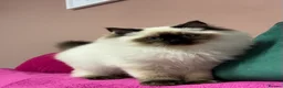 Ragdoll cats for sale: Champion Sired Ragdoll Kittens  - Advert 7
